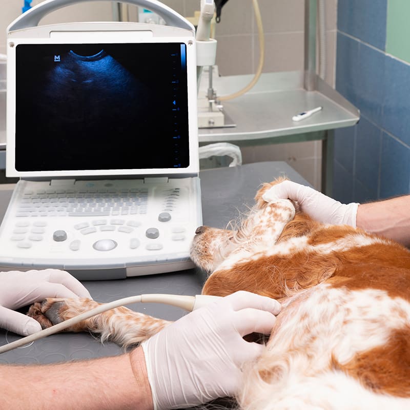 Ultrasound
